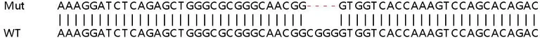 Sanger Sequencing - Human MAP2K2 (MEK2) knockout HEK-293T cell line (AB266315)
