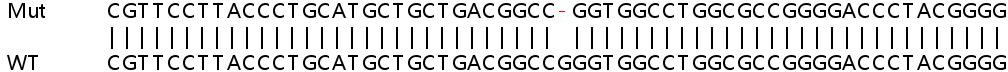 Human MAP2K4 (MEK4/MKK4) knockout MCF7 cell line