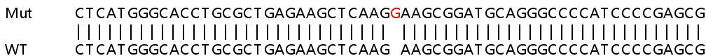 Sanger Sequencing - Human MAP2K7 (MKK7) knockout A549 cell line (AB266914)
