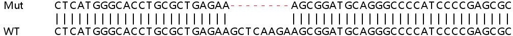 Human MAP2K7 (MKK7) knockout A549 cell lysate