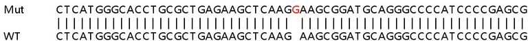 Sanger Sequencing - Human MAP2K7 (MKK7) knockout A549 cell lysate (AB257516)