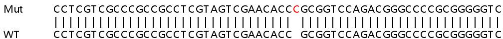Human MAP3K10 (MLK2) knockout HEK-293T cell line