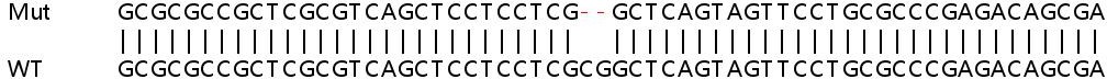 Sanger Sequencing - Human MAP3K11 (MLK3) knockout A549 cell line (AB267168), expandable thumbnail