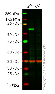 Western blot - Human MAP3K11 (MLK3) knockout A549 cell line (AB267168), expandable thumbnail