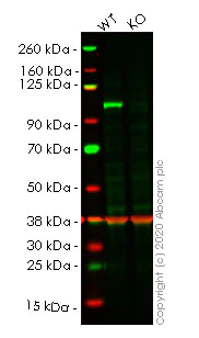 Western blot - Human MAP3K11 (MLK3) knockout A549 cell line (AB267168)