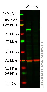 Western blot - Human MAP3K11 (MLK3) knockout A549 cell line (AB267169)