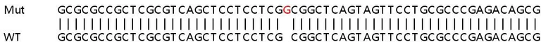 Sanger Sequencing - Human MAP3K11 (MLK3) knockout A549 cell lysate (AB257518)