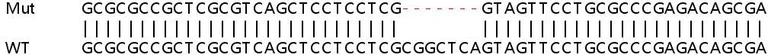 Sanger Sequencing - Human MAP3K11 (MLK3) knockout A549 cell lysate (AB257518)