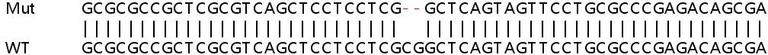 Sanger Sequencing - Human MAP3K11 (MLK3) knockout A549 cell lysate (AB257518)