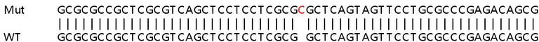 Sanger Sequencing - Human MAP3K11 (MLK3) knockout A549 cell lysate (AB257519)