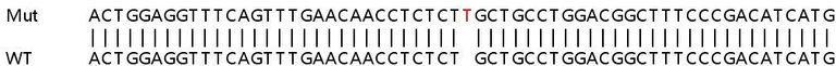 Sanger Sequencing - Human MAP3K15 (ASK3) knockout A549 cell line (AB267196)