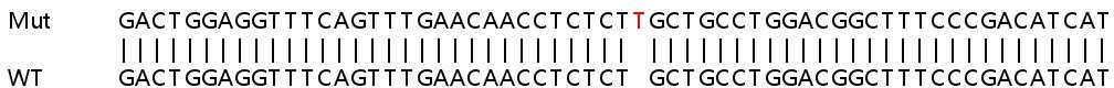 Sanger Sequencing - Human MAP3K15 (ASK3) knockout A549 cell line (AB267197)