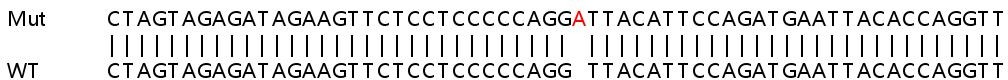 Sanger Sequencing - Human MAP3K2 (MEKK2) knockout A549 cell line (AB267152), expandable thumbnail