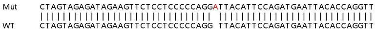 Sanger Sequencing - Human MAP3K2 (MEKK2) knockout A549 cell line (AB267152)