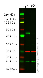 Western blot - Human MAP3K2 (MEKK2) knockout A549 cell line (AB267152), expandable thumbnail