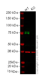 Western blot - Human MAP3K2 (MEKK2) knockout A549 cell line (AB267153)