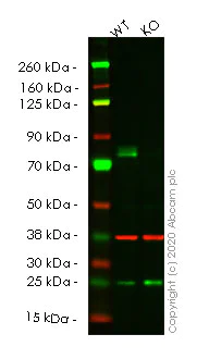 Western blot - Human MAP3K2 (MEKK2) knockout A549 cell lysate (AB257521)