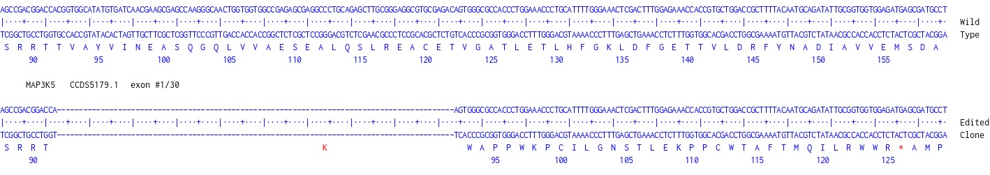 Human MAP3K5 knockout A549 cell line