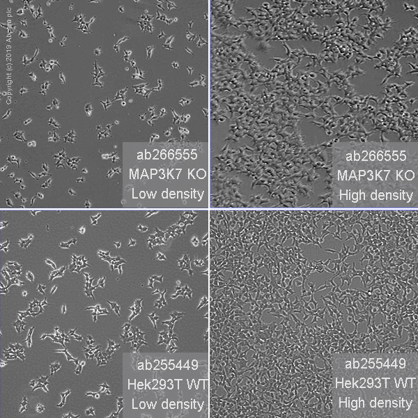 Cell Culture - Human MAP3K7 (TAK1) knockout HEK-293T cell line (AB266555), expandable thumbnail