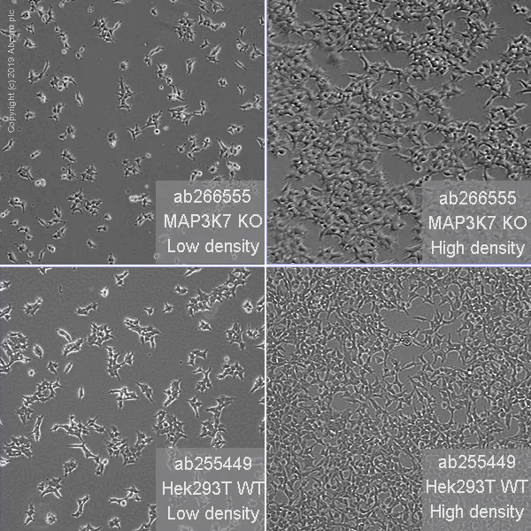 Cell Culture - Human MAP3K7 (TAK1) knockout HEK-293T cell line (AB266555)