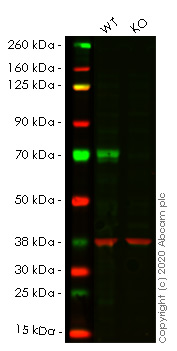 Western blot - Human MAP3K7 (TAK1) knockout HEK-293T cell line (AB266555), expandable thumbnail