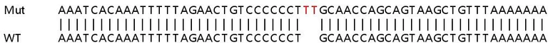 Sanger Sequencing - Human MAP3K7 (TAK1) knockout HEK-293T cell lysate (AB256984)