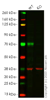 Western blot - Human MAP3K7 (TAK1) knockout HEK-293T cell lysate (AB256984)