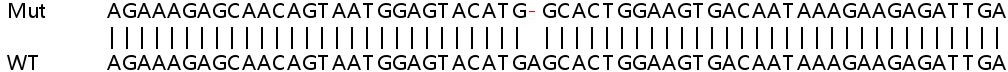 Sanger Sequencing - Human MAP3K8 (COT) knockout HeLa cell line (AB264945), expandable thumbnail