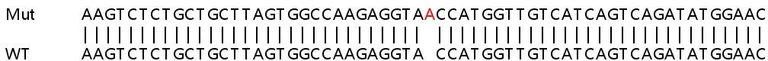 Sanger Sequencing - Human MAP3K8 (COT) knockout HeLa cell lysate (AB257524)