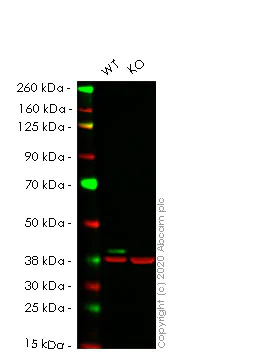 Western blot - Human MAPK1 (ERK2) knockout HeLa cell lysate (AB257525)