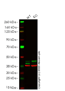 Western blot - Human MAPK1 (ERK2) knockout HeLa cell lysate (AB257525)