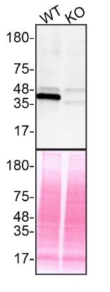 Western blot - Human MAPK1 (ERK2) knockout HeLa cell lysate (AB257525)