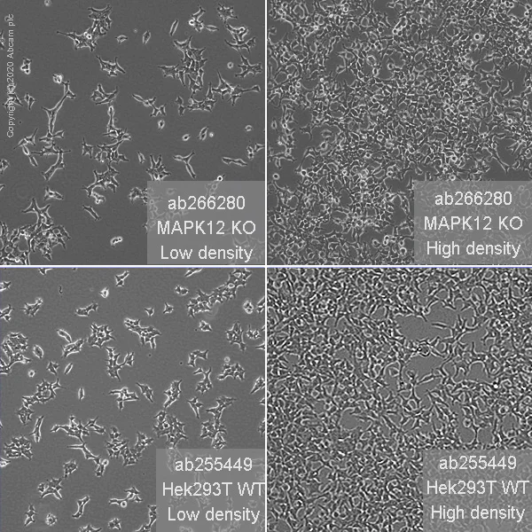 Cell Culture - Human MAPK12 knockout HEK-293T cell line (AB266280)