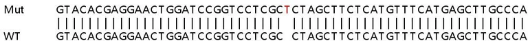 Sanger Sequencing - Human MAPK12 knockout HEK-293T cell line (AB266280)