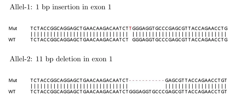 Sanger Sequencing - Human MAPK14 (p38) knockout HEK-293T cell lysate (AB263787)