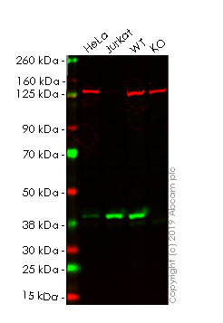 Human MAPK14 (p38) knockout HEK-293T cell lysate