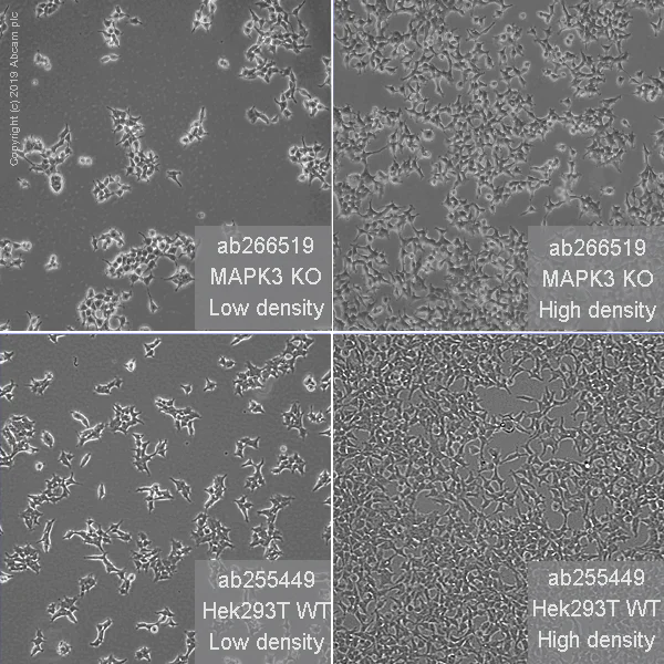 Cell Culture - Human MAPK3 (ERK1) knockout HEK-293T cell line (AB266519)