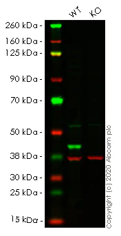 Western blot - Human MAPK3 (ERK1) knockout HEK-293T cell lysate (AB257099)