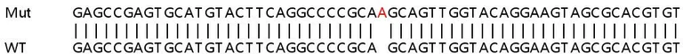 Sanger Sequencing - Human MAPK7 (ERK5) knockout HeLa cell line (AB265508)