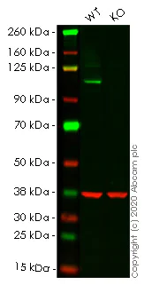 Western blot - Human MAPK7 (ERK5) knockout HeLa cell line (AB265508)