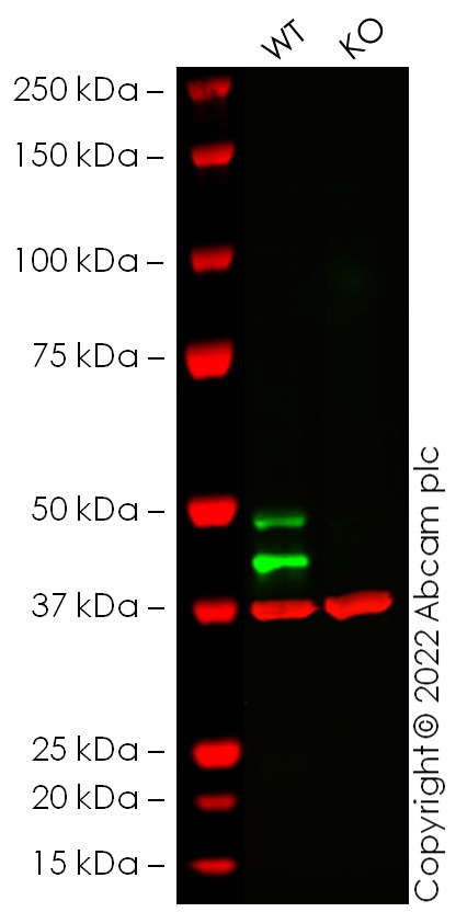 Western blot - Human MAPK8 knockout U-2 OS cell line (AB277181), expandable thumbnail