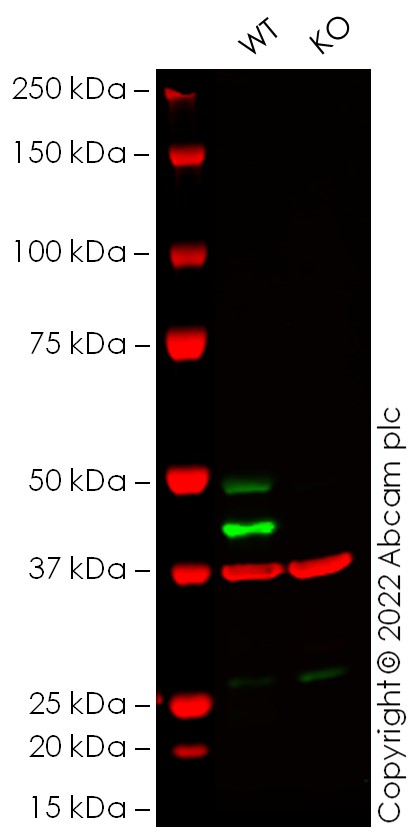 Western blot - Human MAPK8 knockout U-2 OS cell line (AB277181), expandable thumbnail
