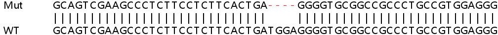 Sanger Sequencing - Human MAPK8IP1 (IB-1) knockout HEK-293T cell line (AB267340)