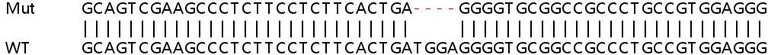 Sanger Sequencing - Human MAPK8IP1 (IB-1) knockout HEK-293T cell lysate (AB258510)