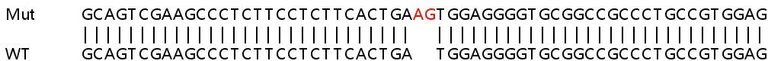 Sanger Sequencing - Human MAPK8IP1 (IB-1) knockout HEK-293T cell lysate (AB258510)