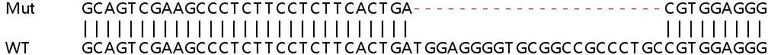 Sanger Sequencing - Human MAPK8IP1 (IB-1) knockout HEK-293T cell lysate (AB258510)