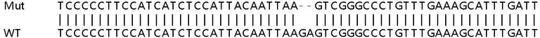 Sanger Sequencing - Human MAPKAPK5 (PRAK/MK5) knockout HEK-293T cell lysate (AB258958)