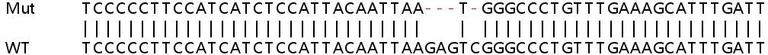 Sanger Sequencing - Human MAPKAPK5 (PRAK/MK5) knockout HEK-293T cell lysate (AB258958)