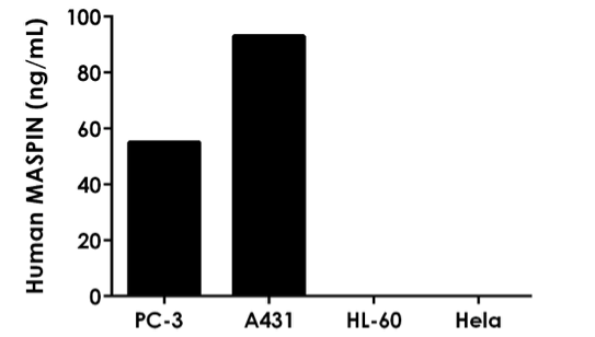 Sandwich ELISA - Human MASPIN ELISA Kit (AB218269)