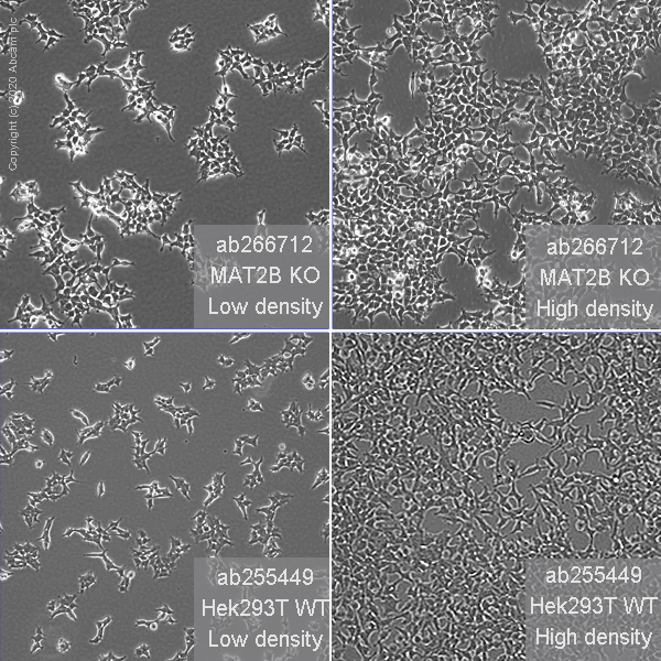 Cell Culture - Human MAT2B (TGR) knockout HEK-293T cell line (AB266712), expandable thumbnail